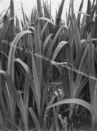 SWAN'S NEST WITH EGGS THROUGH REEDS